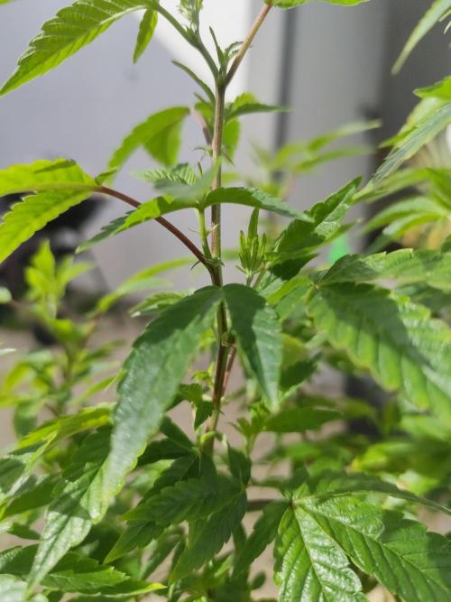 Outdoor mother plant. Week 1