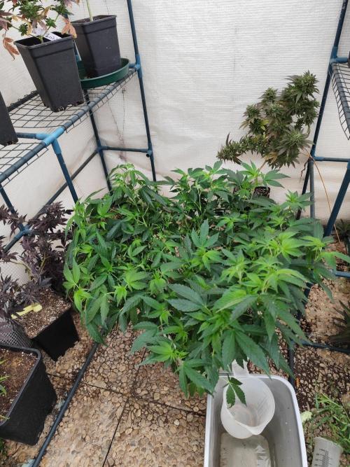 Outdoor mother plant. Week 2