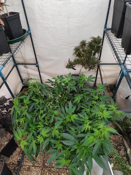 Outdoor mother plant. Week 2