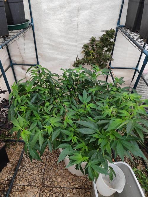 Outdoor mother plant. Week 2