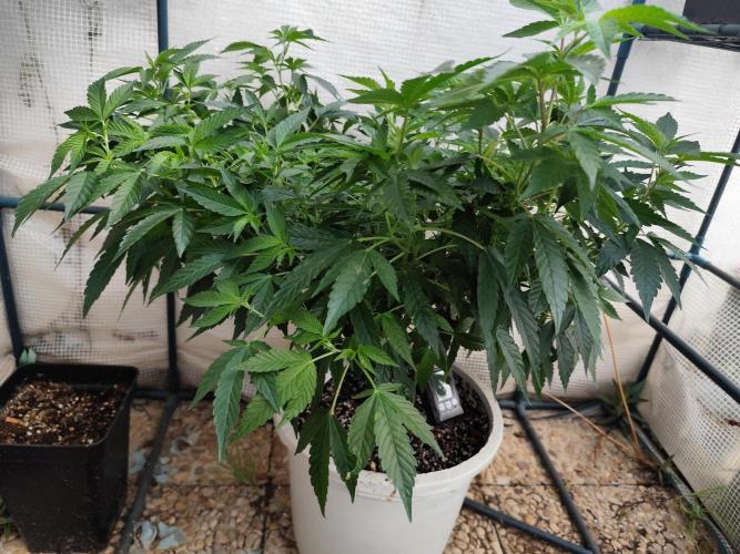 Outdoor mother plant. Week 2
