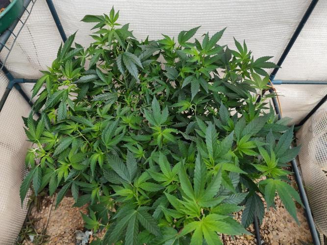 Outdoor mother plant. Week 2