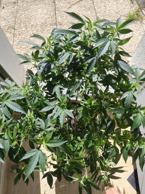Outdoor mother plant. Week 2