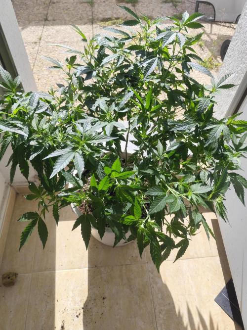 Outdoor mother plant. Week 2