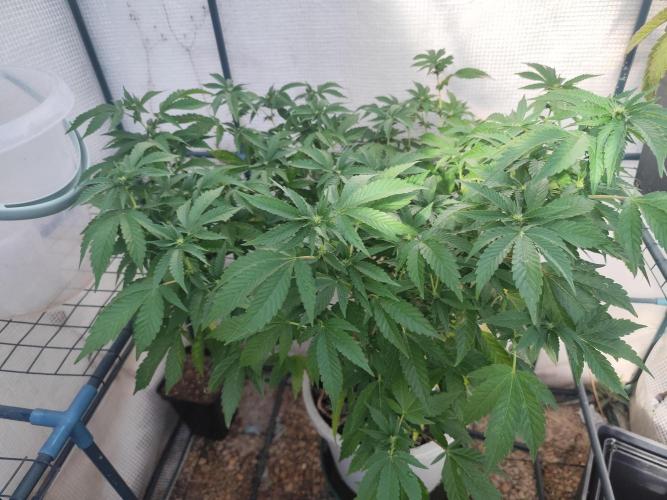 Outdoor mother plant. Week 3