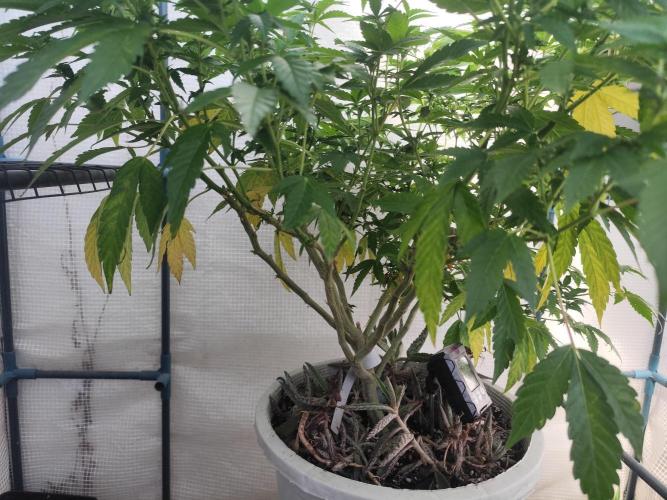 Outdoor mother plant. Week 3