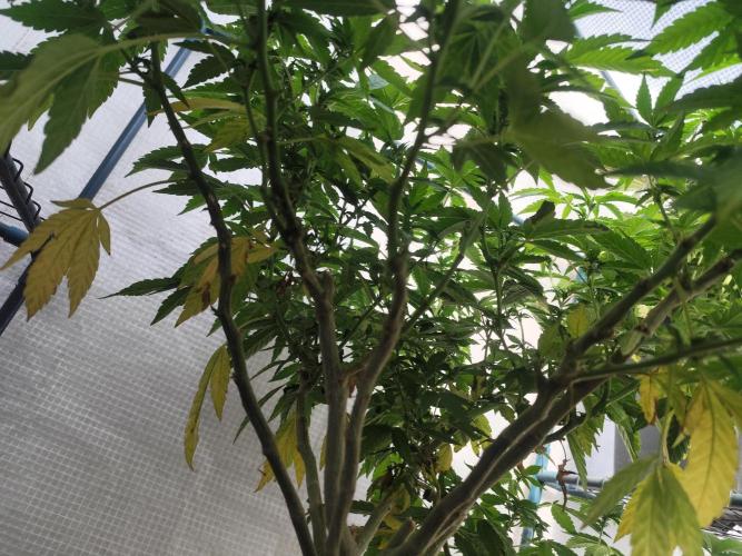 Outdoor mother plant. Week 3