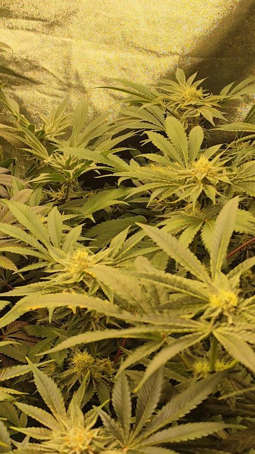 Phenohunting N1/2026 LCG x Vitamin Z