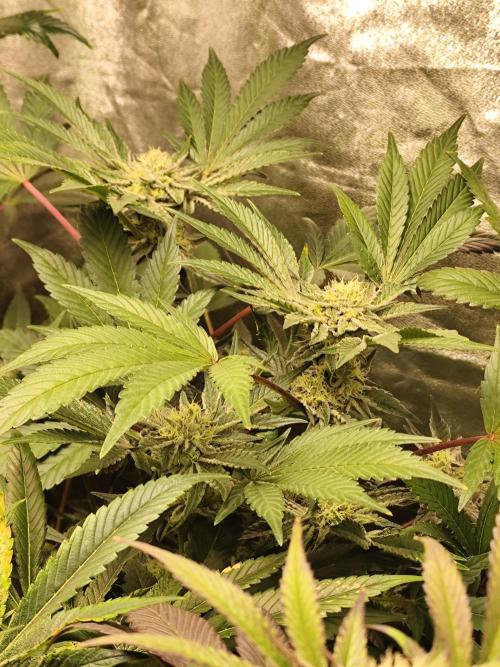Phenohunting N1/2026 LCG x Vitamin Z. Week 12