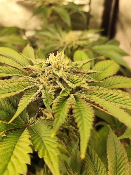 Phenohunting N1/2026 LCG x Vitamin Z. Week 12
