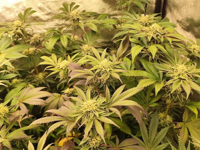 Phenohunting N1/2026 LCG x Vitamin Z. Week 12