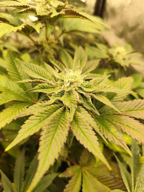 Phenohunting N1/2026 LCG x Vitamin Z. Week 12