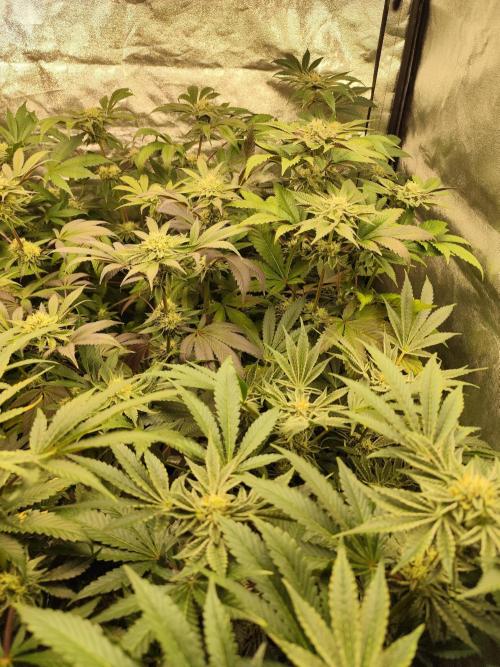 Phenohunting N1/2026 LCG x Vitamin Z. Week 12