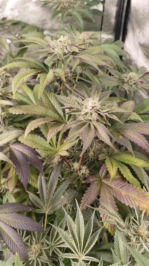 Phenohunting N1/2026 LCG x Vitamin Z