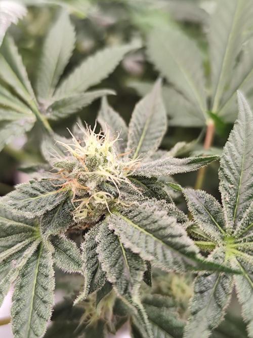 Phenohunting N1/2026 LCG x Vitamin Z. Week 13