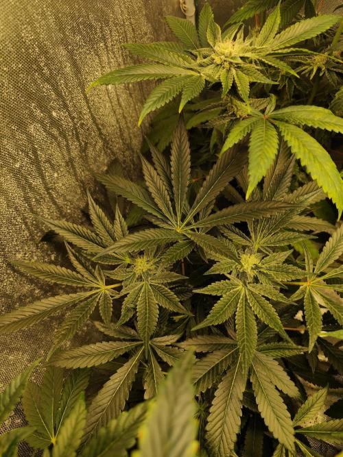 Phenohunting N1/2026 LCG x Vitamin Z. Week 13