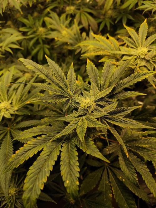 Phenohunting N1/2026 LCG x Vitamin Z. Week 13