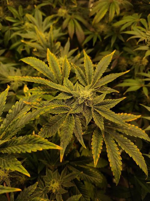 Phenohunting N1/2026 LCG x Vitamin Z. Week 13