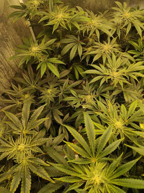 Phenohunting N1/2026 LCG x Vitamin Z. Week 13