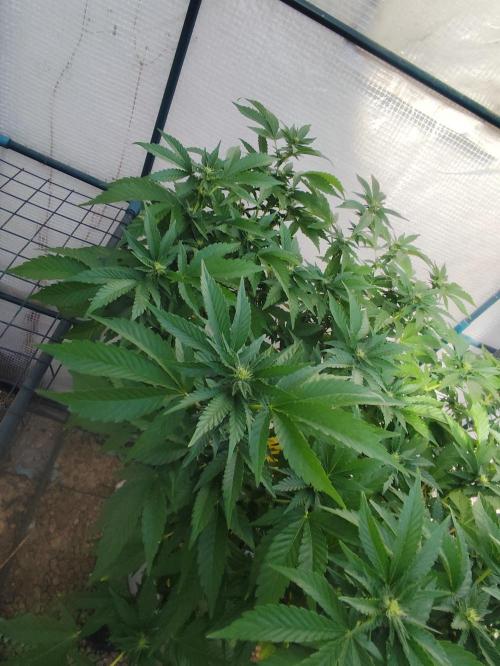 Outdoor mother plant. Week 4