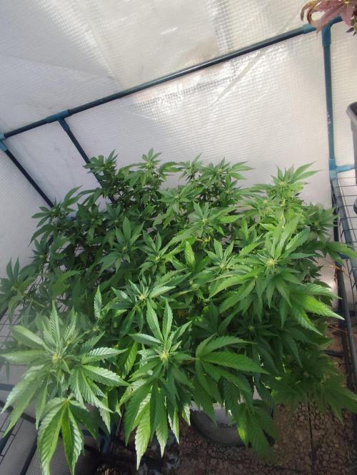 Outdoor mother plant. Week 4