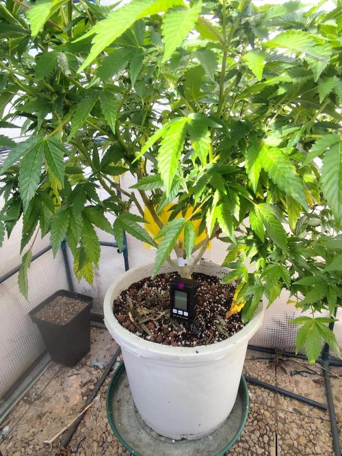 Outdoor mother plant. Week 4