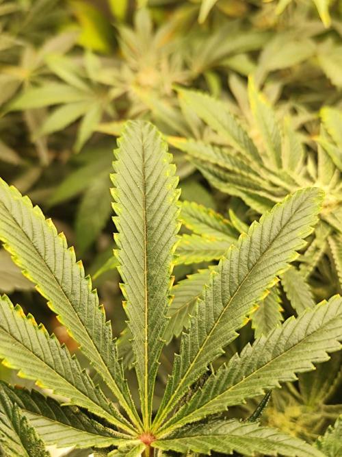 Phenohunting N1/2026 LCG x Vitamin Z. Week 13
