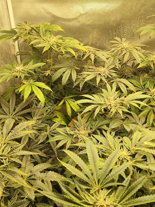 Phenohunting N1/2026 LCG x Vitamin Z. Week 13