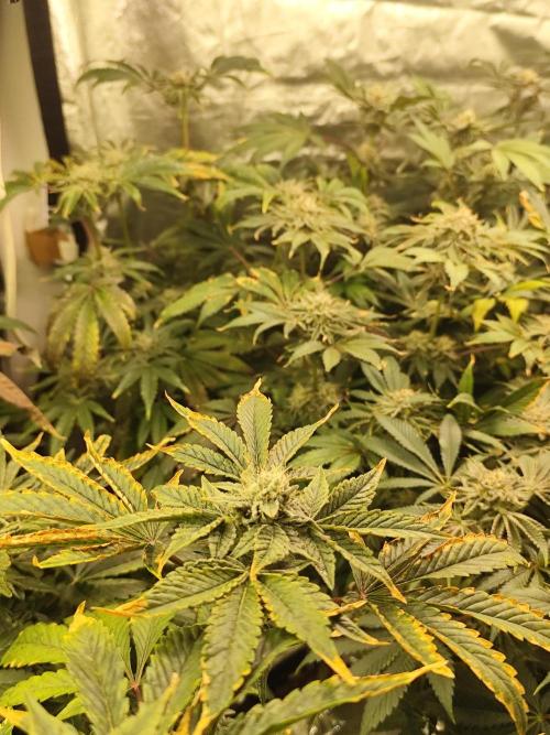Phenohunting N1/2026 LCG x Vitamin Z. Week 13