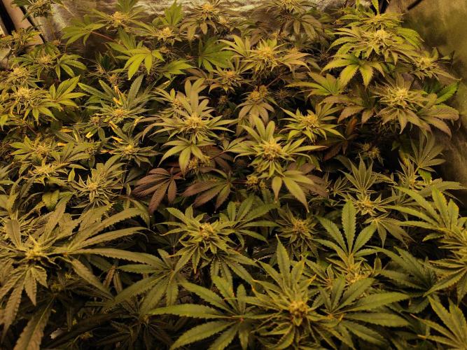 Phenohunting N1/2026 LCG x Vitamin Z. Week 13