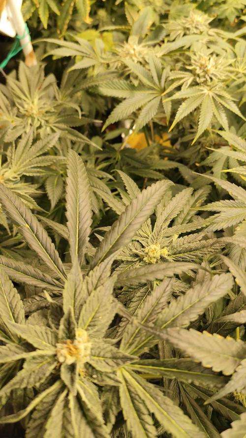 Phenohunting N1/2026 LCG x Vitamin Z