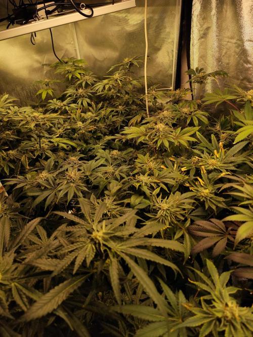 Phenohunting N1/2026 LCG x Vitamin Z. Week 13