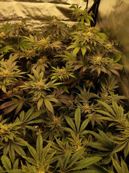 Phenohunting N1/2026 LCG x Vitamin Z. Week 13
