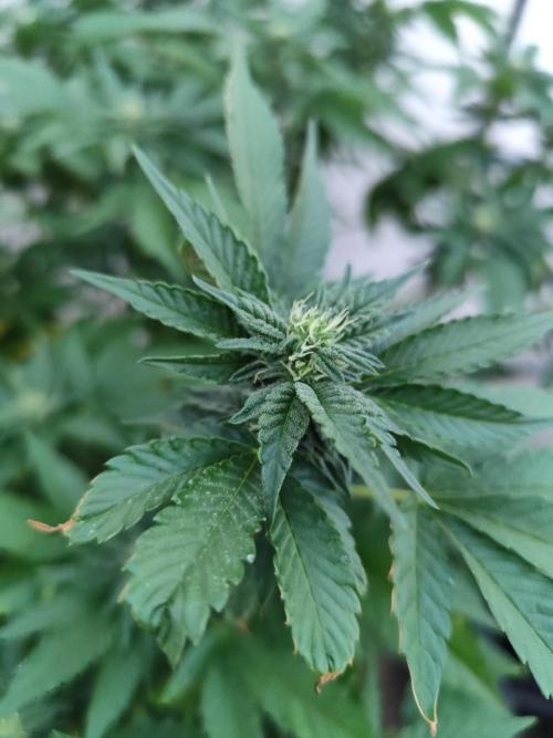 Outdoor mother plant. Week 4