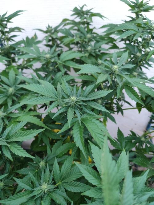 Outdoor mother plant. Week 4