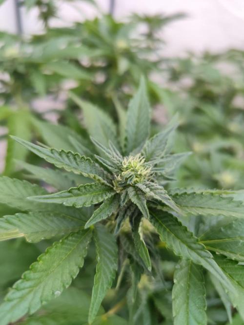 Outdoor mother plant. Week 4