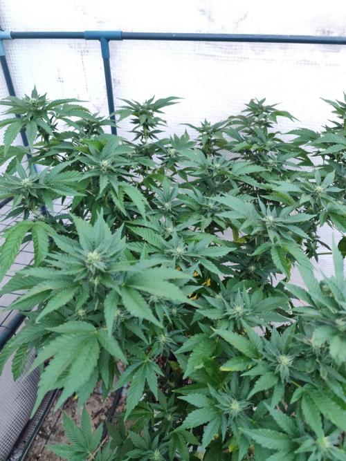 Outdoor mother plant. Week 4