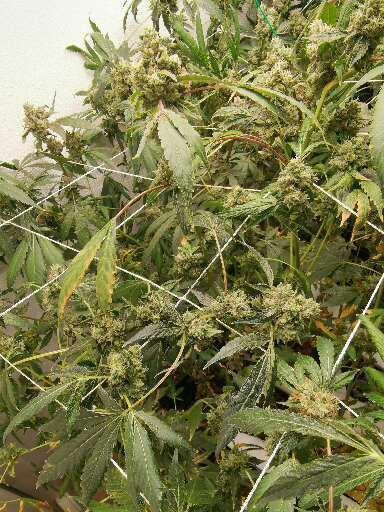 Outdoor envernadero 2025. Week 8