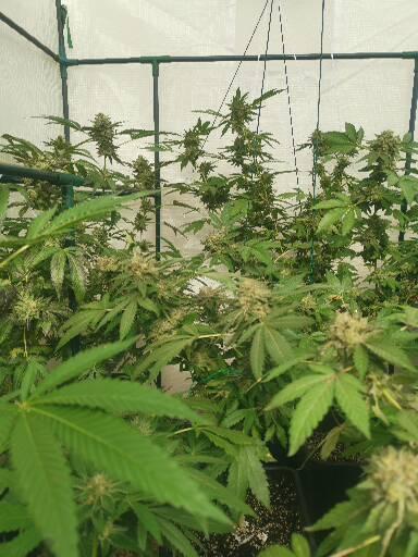 Outdoor envernadero 2025. Week 8