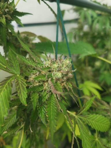 Outdoor envernadero 2025. Week 8