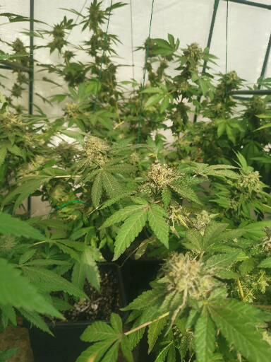 Outdoor envernadero 2025. Week 8