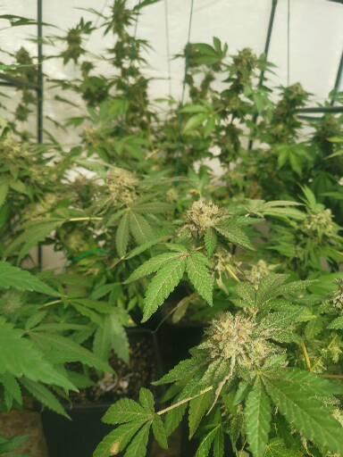 Outdoor envernadero 2025. Week 8