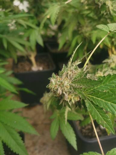 Outdoor envernadero 2025. Week 8