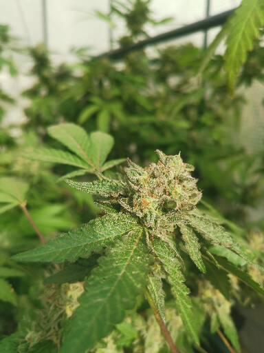 Outdoor envernadero 2025. Week 8