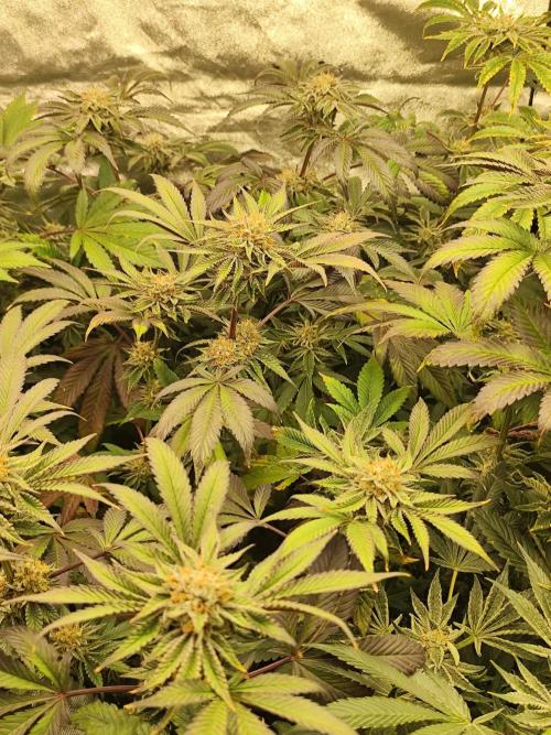 Phenohunting N1/2026 LCG x Vitamin Z. Week 14