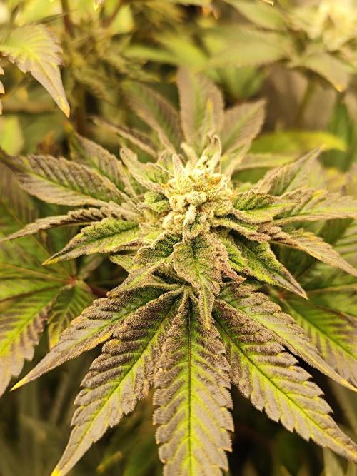 Phenohunting N1/2026 LCG x Vitamin Z. Week 14