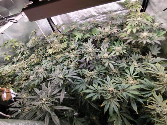 Phenohunting N1/2026 LCG x Vitamin Z. Week 14