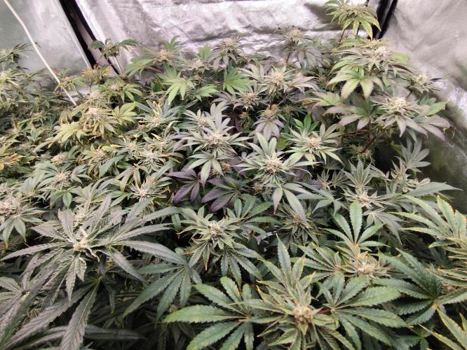 Phenohunting N1/2026 LCG x Vitamin Z. Week 14