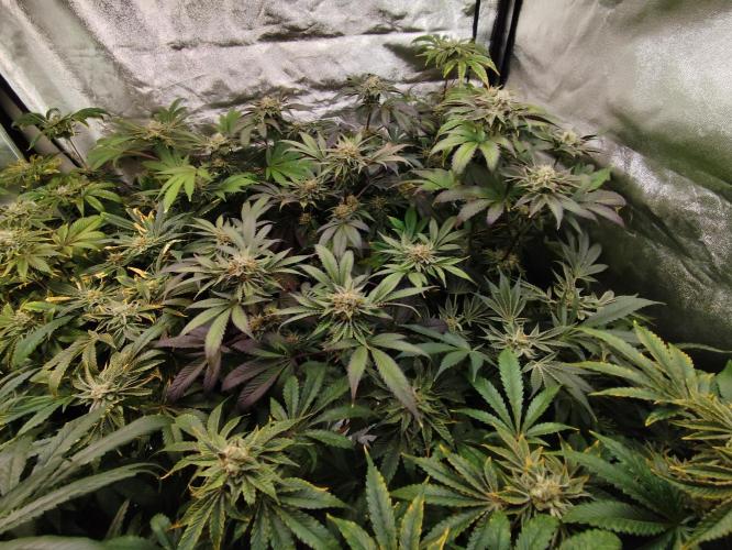 Phenohunting N1/2026 LCG x Vitamin Z. Week 14