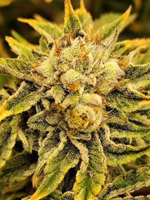 Phenohunting N1/2026 LCG x Vitamin Z. Week 14